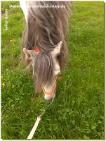 Endlich schleicht sich der Sommer langsam ein - gefühlt täglich Regen und im Matsch draußen zu reiten zehrt zusätzlich zu Corona echt an den Nerven! Aber wir sind ja immer positiv gestimmt und freuen uns auf ein schöneres Arbeiten draußen mit unseren 4Beinern! Da es ja nun Deutschland weit Lockerungen gibt, dürft ihr auch wieder zum Training kommen - ob Zirzensik, Dressur oder Abschrecktraining in unserer "Disko-Scheune". Jan und ich freuen uns auf Kurse am Hof, auch dürften wir wieder auswärts unterrichten.